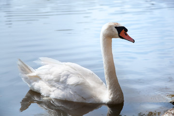 swan