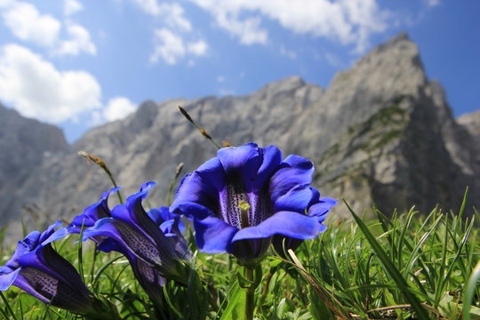 Gentian flower (Enzian) on alpine background