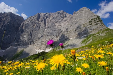 Flower field in front of massive karwendel mountain formations