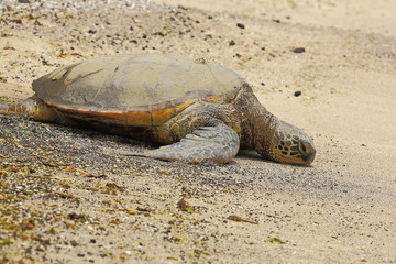 Beautiful endangered green sea turtle