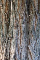 Bark texture