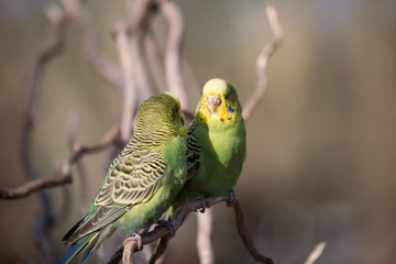 Two budgies playing - Stock image