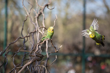Budgie flying with his wings spread