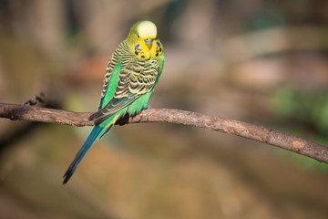Budgie sitting on a branch - Stock image