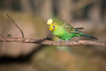 Budgie sitting on a branch - Stock image