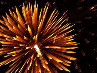 Shining Fireworks Bursts.