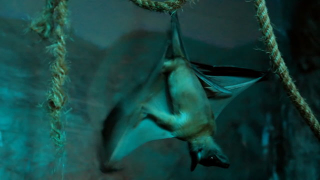 Fruit Bat 3. A fruit bat hanging upside down and stretching his wing in a dark cavern.