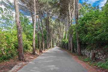 avenue of trees 