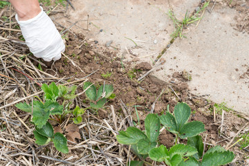 Gartenarbeit