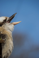 Kookabura sitting on a branch with open beak