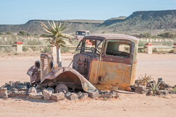 Quiver tree growing through the bonnet of an old car