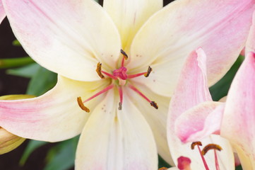 Fototapeta na wymiar Pink Lilies Flowerst, Beautiful, Delicate and Scented Flowers