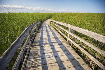 Fototapeta na wymiar Board walk in marsh area