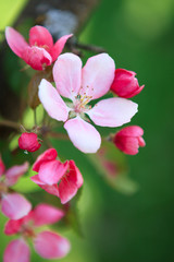 Beautiful apple tree flowers
