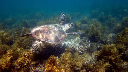 Tortue Marine