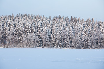 View of snowy forest at winter
