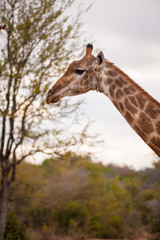 Obraz premium female giraffe