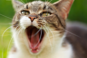 Katze gähnt