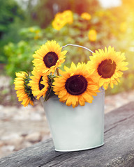 Sunflowers in bucket outdoors. Rustic still life.