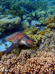 Grande Barrière de Corail