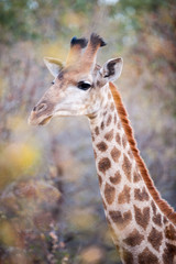 female giraffe