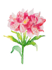 Flowers pink alstromeries 2, watercolor