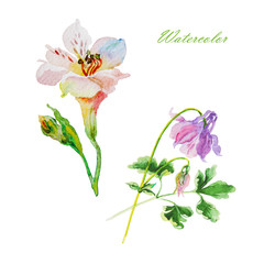 Alstromeries end aquilegia isolated on white, watercolor