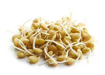 sprouted lentil seeds