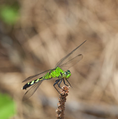 Summit dragonfly
