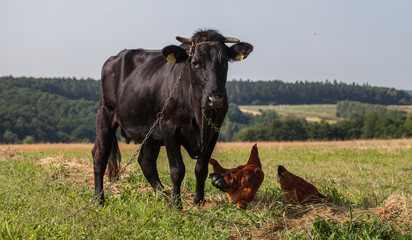 .cow on summer green field