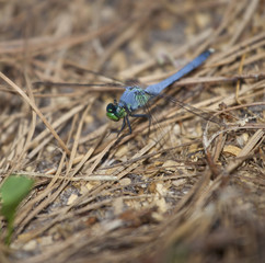 On the ground