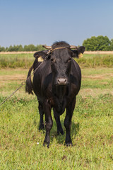 Naklejka na ściany i meble .cow on summer green field