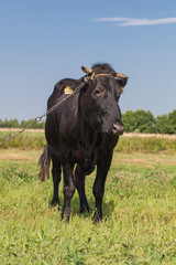 .cow on summer green field