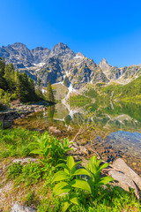 Naklejka na ściany i meble Green flowers along beautiful green water Morskie Oko lake, Tatra Mountains, Poland