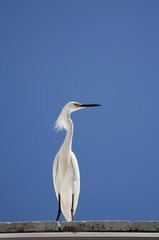 white snow egret sits on the roof on a background blue sky