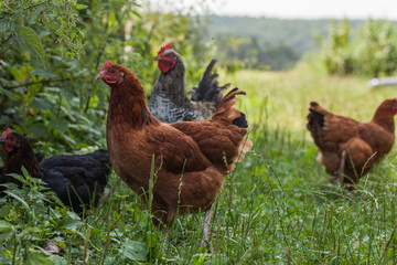 egg-laying hens in the yard
