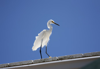 white snow egret sits on the roof on a background blue sky