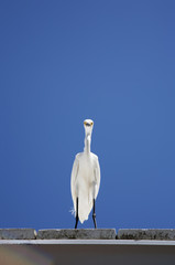 white snow egret sits on the roof on a background blue sky