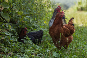 egg-laying hens in the yard