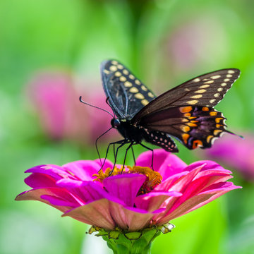 Butterfly On A Flower © Philip Steury