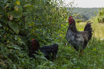 egg-laying hens in the yard
