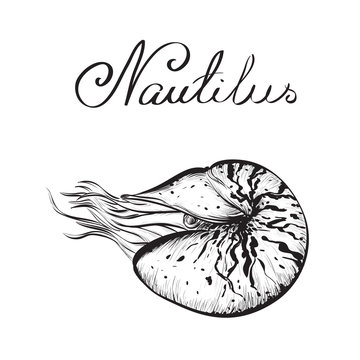 Nautilus, vector illustration isolated on white background