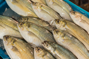 Fresh caranx  with iced in seafood market , Thailand