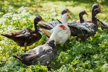 village farm ducks on the wild grass