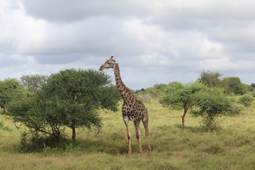 Giraffe