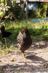 egg-laying hens in the yard