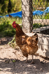 egg-laying hens in the yard