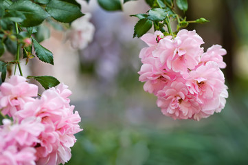 Closeup of rose bush flower in garden. Soft fokus