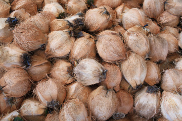 Lots of Coconuts at the coconut farm  in Koh Samui Thailand.