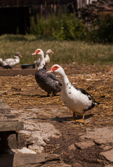 village farm ducks on the wild grass